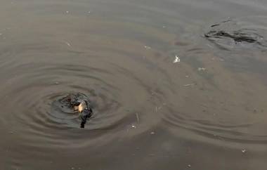 Penguin Seaside Homestay