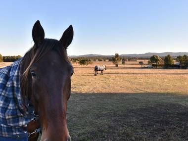 Clydesdale Cottage on Talga with real Clydesdale Horses
