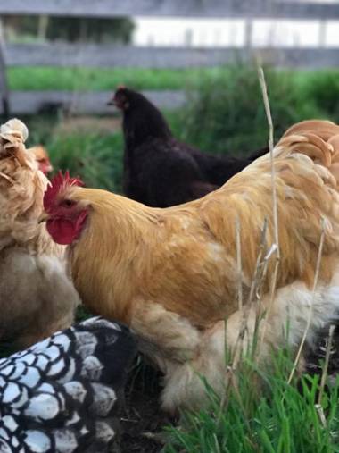 Robin Hoods Well Farm Stay