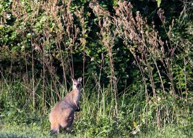 Old Schoolmaster's Cottage on the Barrington River
