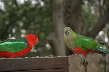 scotland island lodge