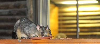 Lakes Entrance Log Cabins