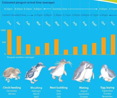 Diamond Island Resort & Bicheno Penguin Show