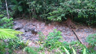 Black Palm Cape Tribulation