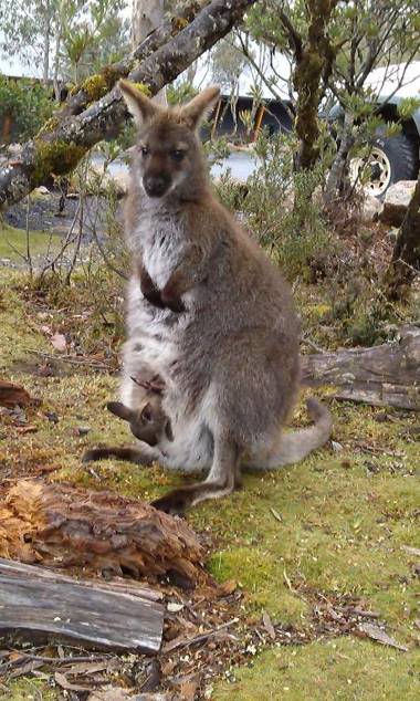 Cradle Mountain Wilderness Village