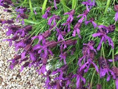 Kurrara Historic Guest House