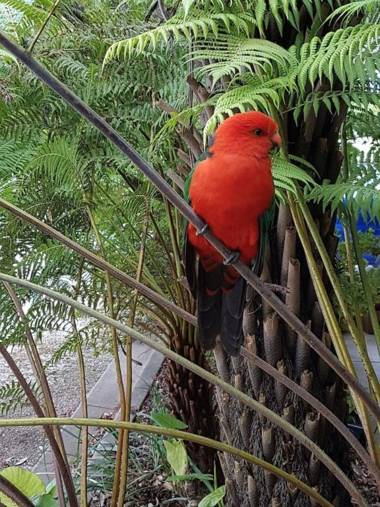 Eildon Parkview Motor Inn Room 8