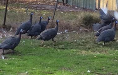 Enderslie House Bed & Breakfast