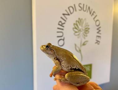 Quirindi Sunflower Motor Inn