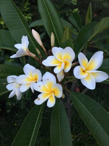 Jacaranda Country Motel