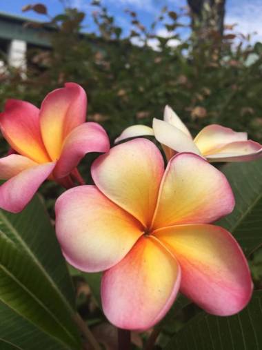 Jacaranda Country Motel