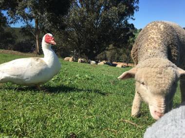 Balingup Highview Chalets