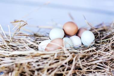 Nightcap Ridge - Byron Bay Hinterland