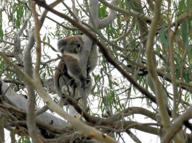 Belair National Park Holiday Park