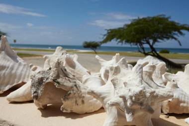 Aruba Sunset Beach Studios