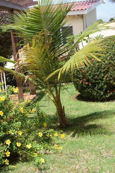 Pauline's Apartments