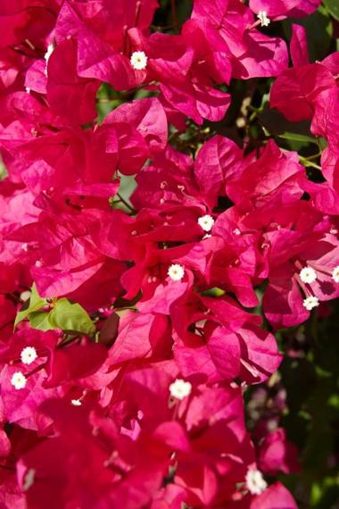 Villa Bougainvillea Aruba the Tango Suite