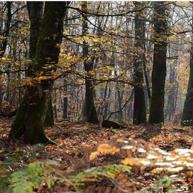 Villa White Dove Sarajevo