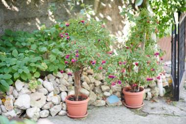 Lovely House Apartment