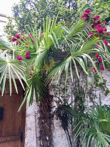 Palmera