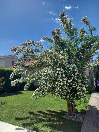 Guest house Janja Ostojic