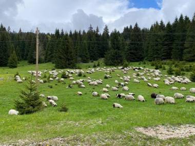 Apartman Monti Vlašić