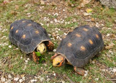 Cherry Tree Apartments