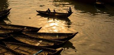 Japanese lodge hydrangea
