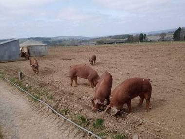 Sophisticated Holiday Home in Lierneux with Garden