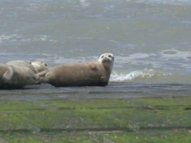 Studio Zeezicht De Sloep Koksijde