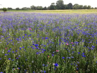 Vakantiewoning Babillie