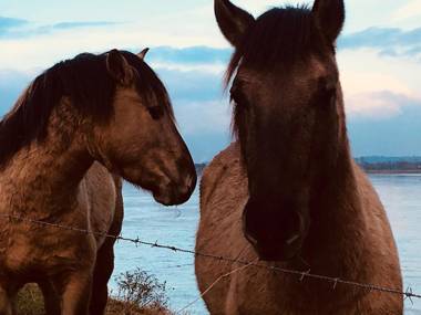 Maas Suites (Maastricht - Lanaken)