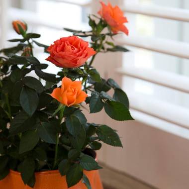 Romantik Manoir Carpe Diem