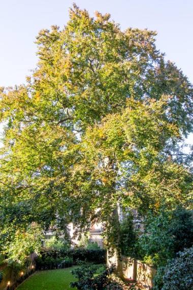 The Old Beech