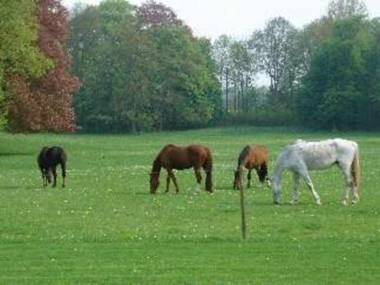 Vintage Castle near Forest in Havelange