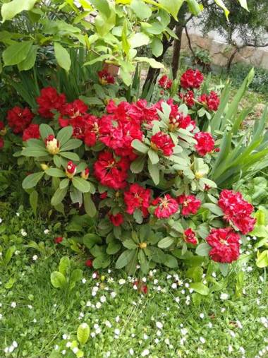 Guesthouse Elizabeth