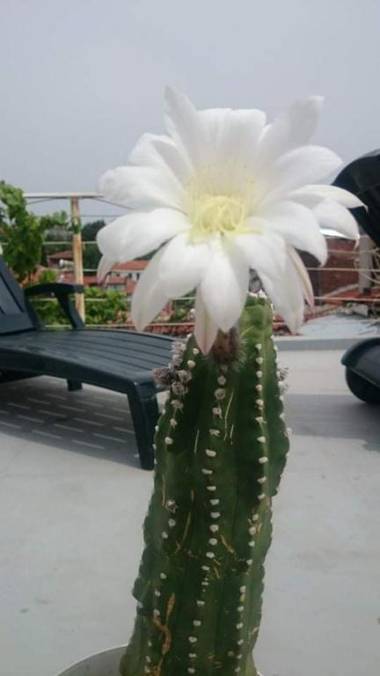 Residence Art Guest House