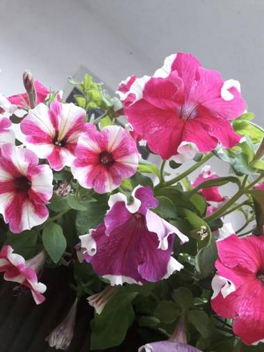 Guest House The House