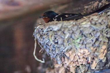 Kruchma Bratyata Guest House