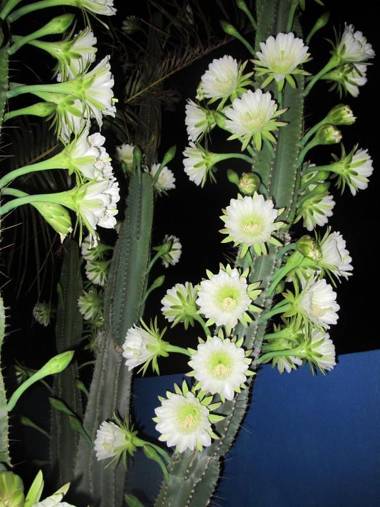 Caribbean Chillout Apartments