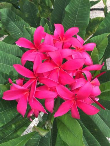 Kas Tuna Sabalpalm villas Bonaire