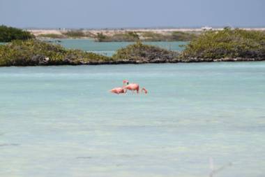 Bloozz resort Bonaire