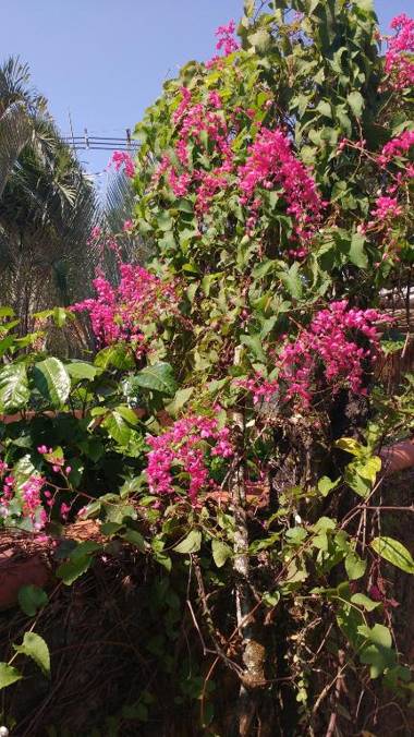 VELINN Pousada Ponta do Pequeah