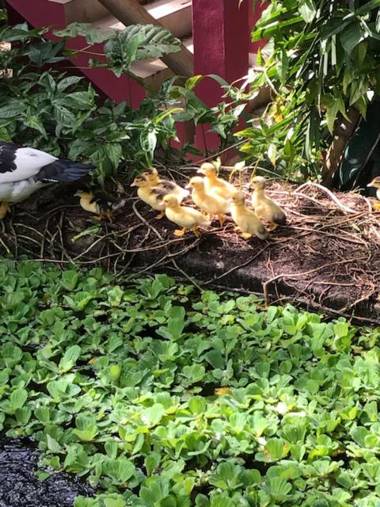 Villa Cachoeira da Rocha