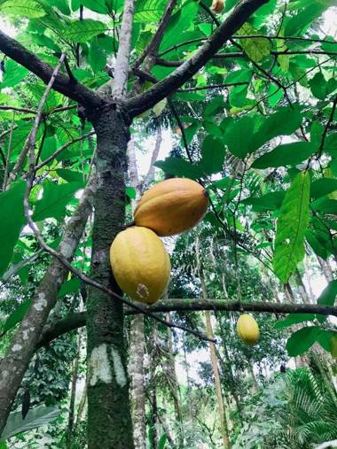 Villa Cachoeira da Rocha