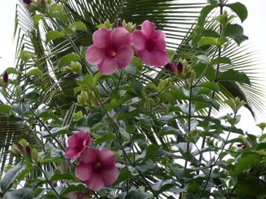 Chalé das Princesas