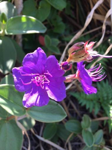 Privacidade e Conforto no Saco da Capela