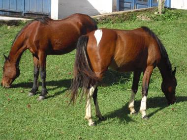 POUSADA FAZENDA SANTO ANTONIO PESQUEIRO.