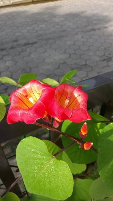 Hotel Ponta das Toninhas