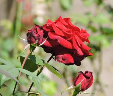 Pousada Santa Edwiges